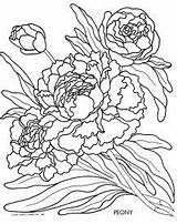 Coloring Peony Flower Drawing Flowers Line Pages Color Vintage Getcolorings Spring Sandra Getdrawings Books Template sketch template