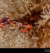 Afbeeldingsresultaten voor Quadrella maculosa Klasse. Grootte: 175 x 185. Bron: www.alamy.com