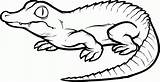 Coloring Alligator Pages Printable Baby Sheet Print Anbu sketch template