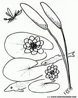 Lily Pad Coloring Pages Flower Lilypad Clipart Printable Library Getdrawings Drawing Popular sketch template