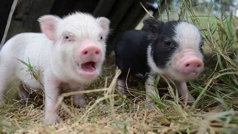 piglets eating youtube