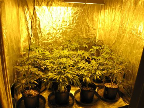 glow grow advantages  marijuana indoor grow room