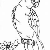 Parrot Coloring Pages Printable Kids Bird Fish Colouring Adults Color Print Sheets Getcolorings Parrots Coloringbay Book Getdrawings Choose Board sketch template