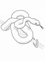 Viper Snake Vipera Mamba Pit Gaboon Crotalinae Rettili Supercoloring sketch template