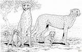 Cheetah Coloring Family Pages Printable Baby Print Animal Realistic Kids Colouring Cute Book Color King Animals Sheets Supercoloring Adult Gif sketch template