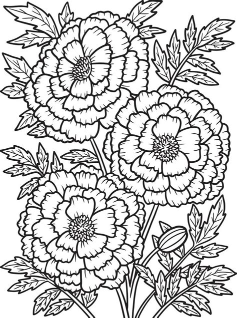 marigold flower coloring page  adults  vector art  vecteezy