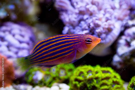 wrasse fish  aquarium stock photo adobe stock