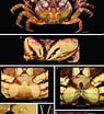 Afbeeldingsresultaten voor Sesarma reticulatum. Grootte: 95 x 104. Bron: www.researchgate.net