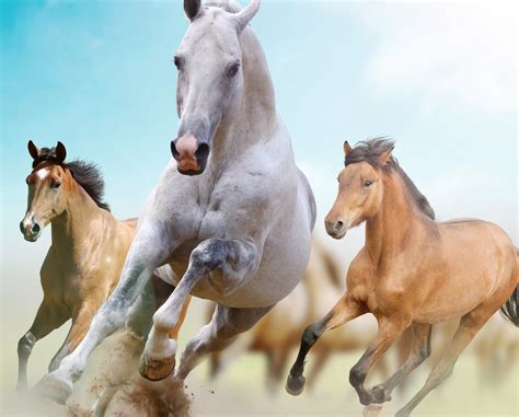 brown  white horses running  day time hd wallpaper wallpaper flare