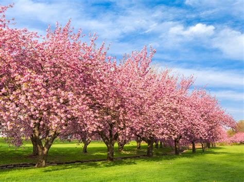 nyugalom berelt eloeljaro tree  pink flowers  spring lima