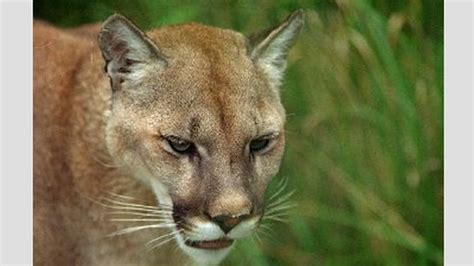 multiple cougar sightings in nc posted on facebook page charlotte