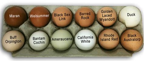 Cu Chicken Breeds What Are Best Egg Layers