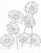 Gerbera Pages Malen Blumen 1coloring Daisies sketch template