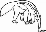 Oso Hormiguero Anteater Clipart Rainforest Animals Formichiere Tamandua Bandeira Comiendo Colorare Zoo Pangolin Disegni Mangia Clipartmag sketch template