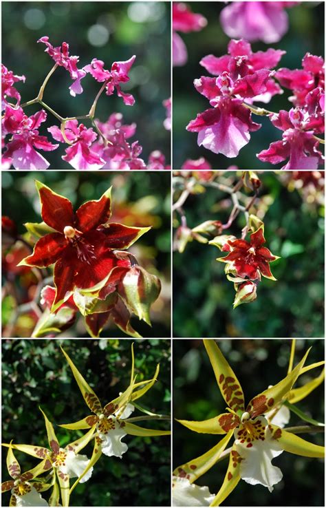 Exotic Plants Autumn Orchids
