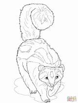 Coloring Ferret Striped Polecat Zorilla Pages Footed Ferrets Printable Color Getcolorings Colorings Getdrawings sketch template