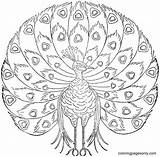 Peacock Bejegyezte Dátum sketch template