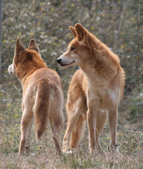 dingo sanctuary open days july august australian dog lover