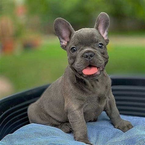 signs     pugs     adopt  french bulldog puppies french