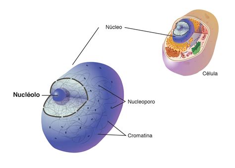 En Donde Se Encuentra El Adn En La Celula Consejos Celulares