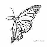 Butterfly Coloring Monarch Pages Drawing Printable Getcolorings Line Airborne Getdrawings sketch template