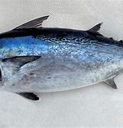 Afbeeldingsresultaten voor "Euthynnus Alletteratus". Grootte: 178 x 157. Bron: mexican-fish.com