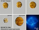 Afbeeldingsresultaten voor "alexandrium Pseudogonyaulax". Grootte: 131 x 100. Bron: norcca.scrol.net