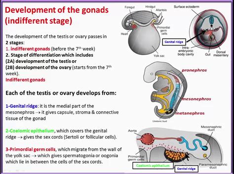 urinary system 12 development of the gonads youtube