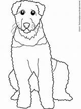 Airedale Coloring Chien Pages Berger Chiens sketch template