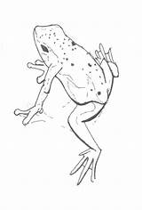 Frog Drawing Frogs Coqui Drawings Coloring Realistic Bull Draw Getdrawings Tattoo Dart Pages Reptiles sketch template