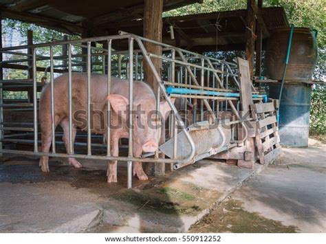 pig enclosure stock photo edit
