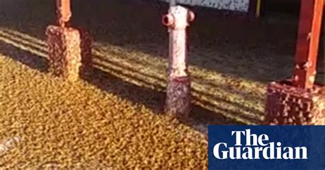 outback queensland town blanketed by swarm of moths after heavy rain