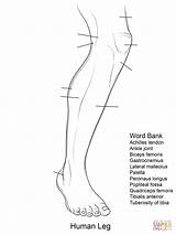Leg Anatomy Coloring Human Pages Printable Worksheet Worksheets Foot Blank Diagram Bones Lower Template Muscle Muscles Limb Comment sketch template