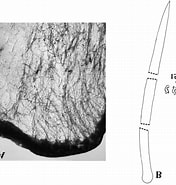 Afbeeldingsresultaten voor Trachycladus Spinispirulifer. Grootte: 176 x 185. Bron: www.researchgate.net