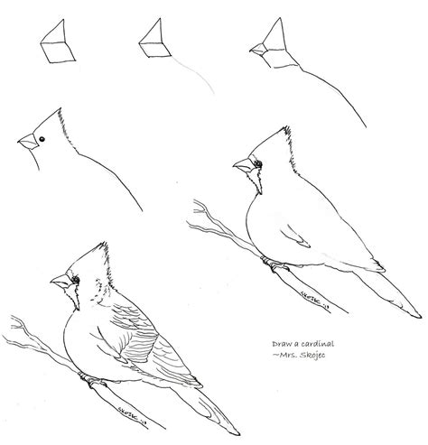 art class ideas cardinals bird drawings drawings cardinal drawing