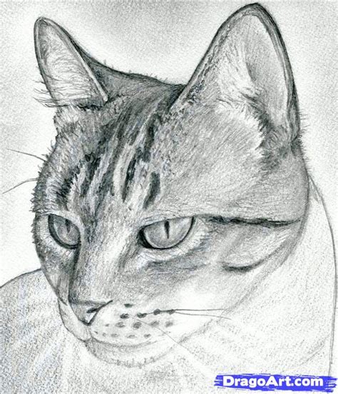 How To Draw A Cat Head Draw A Realistic Cat Step By Step