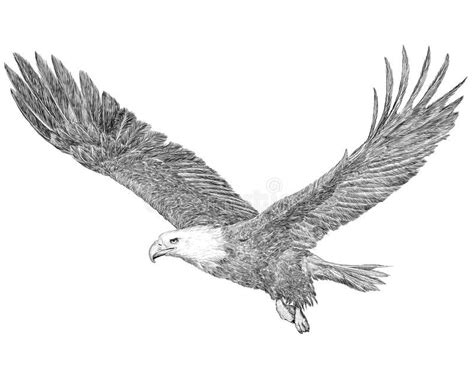 bald eagle flying hand draw sketch black   white background