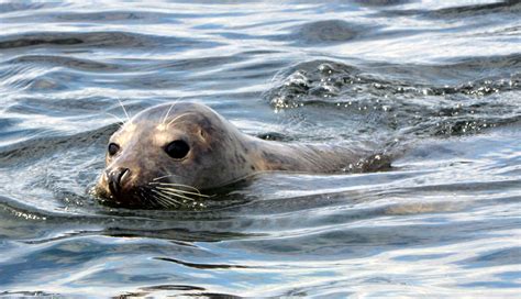seals   frequent visitors  newcastle     newcastle magazine