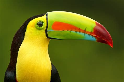 keel billed toucan photo one big photo