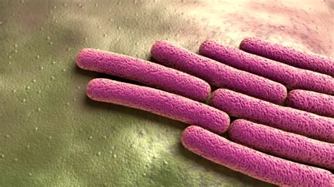 Shigella Sonnei Stock Videos And Royalty Free Footage Istock