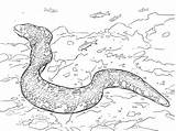 Eel Moray Colorare Eels Anguille Colouring Supercoloring Anguila Snowflake Nieve Copo Anguilles sketch template