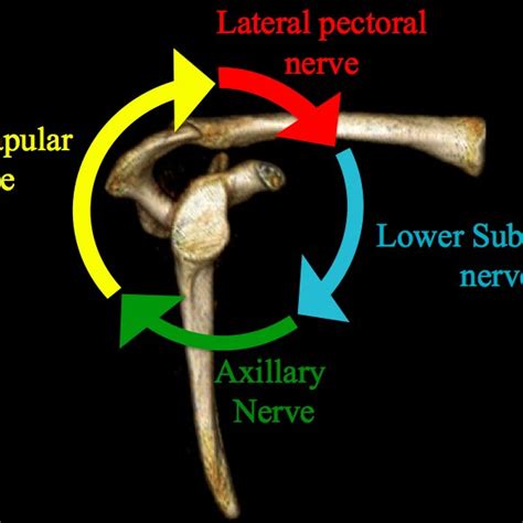 schematic diagram  sensory innervation   shoulder joint   scientific diagram