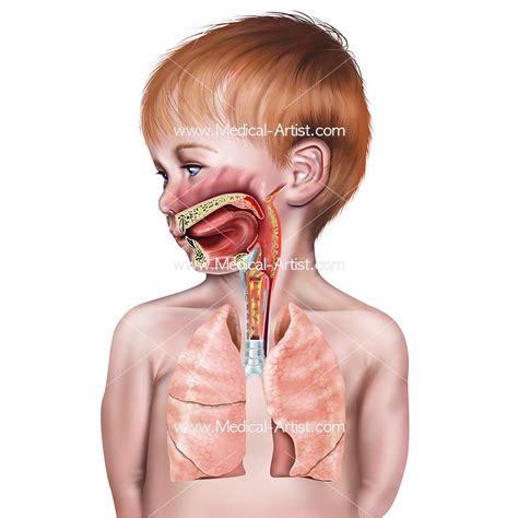 Anatomy Of Throat Anatomy Drawing Diagram