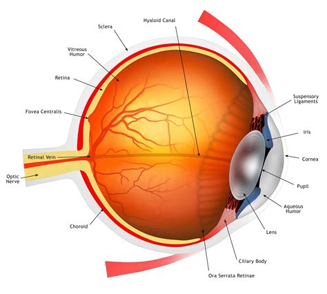 overview  eye anatomy