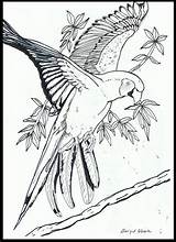 Papegaai Kleurplaten Vogels Volwassenen Tekenen Parrot Dieren sketch template
