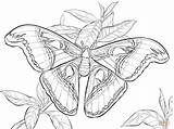 Moth Coloring Pages Atlas Luna Realistic Drawing Printable Beetle Super Getdrawings Template Sketch 1199 02kb sketch template