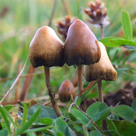 psilocybin mushroom wikipedia