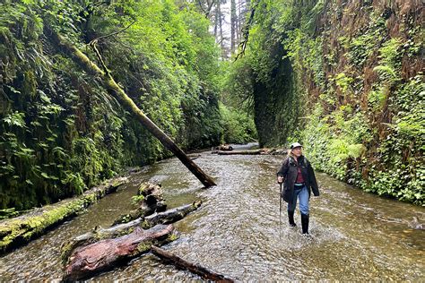 spring   redwoods eugene weekly