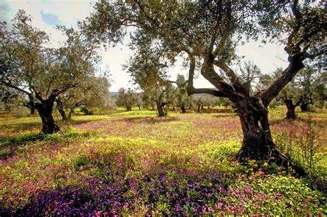 magnificent   trees  israel  tu bshvat israelc