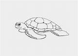 Coloring Turtle Green Pages sketch template